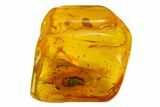 Detailed Fossil Beetle (Coleoptera) In Baltic Amber #135040-1